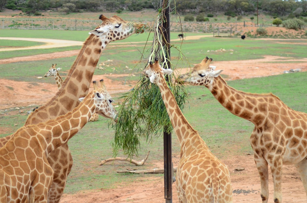 a group of giraffes eating from a tree