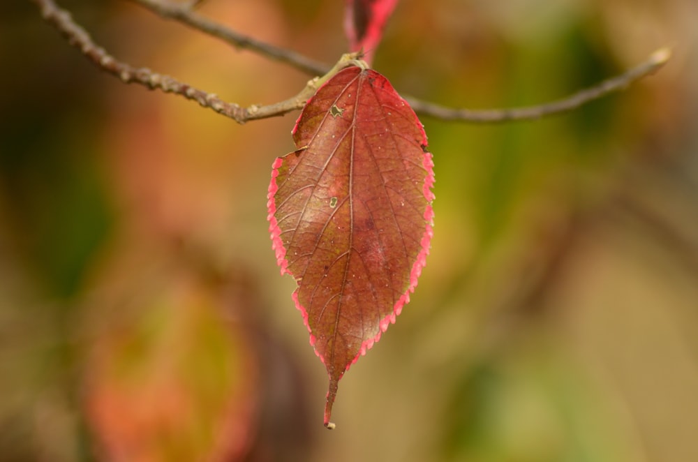 una foglia rossa appesa al ramo di un albero