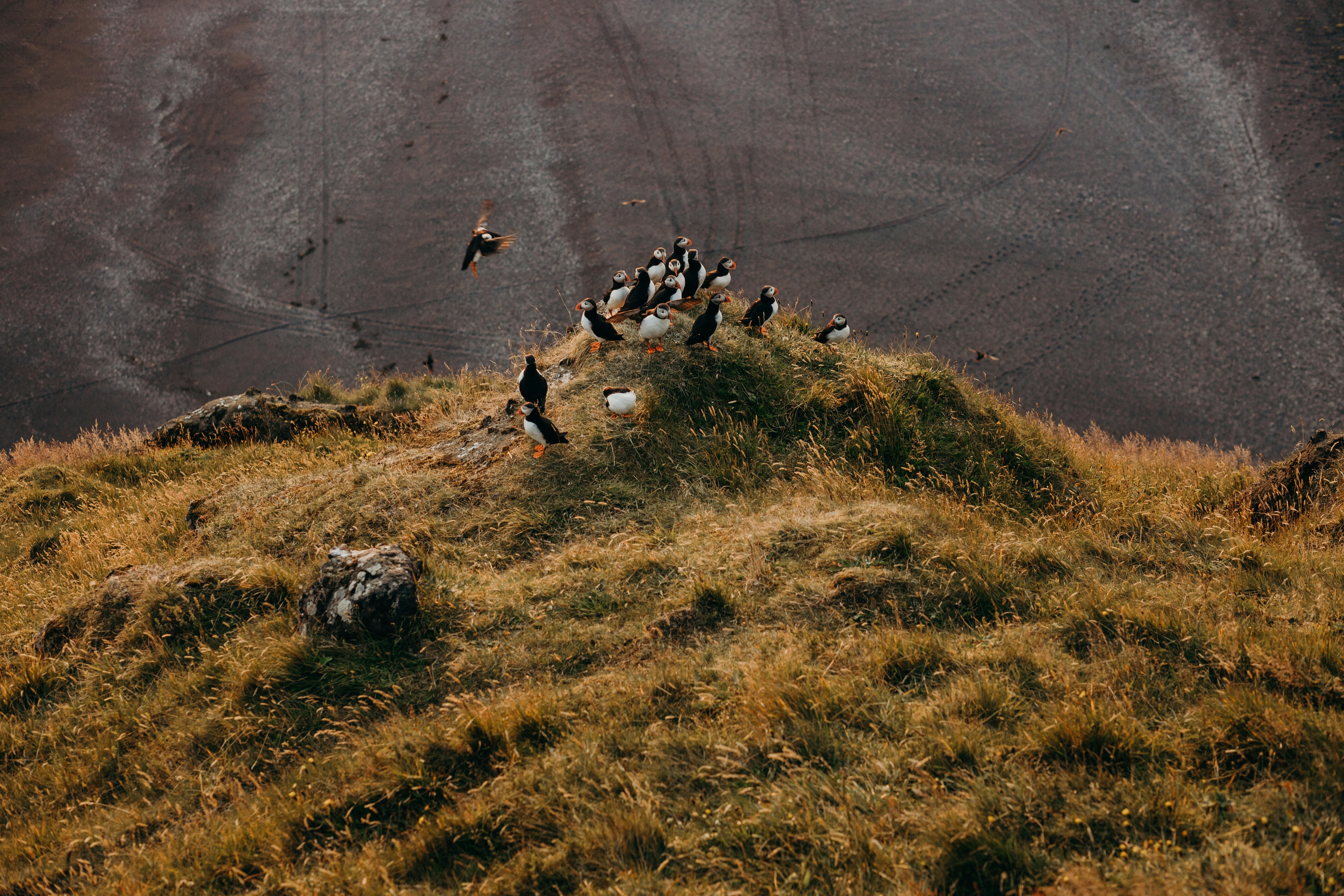 Ein Vogelschwarm sitzt auf einem grasbewachsenen Hügel