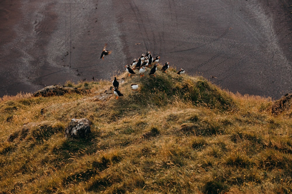 a flock of birds sitting on top of a grass covered hill