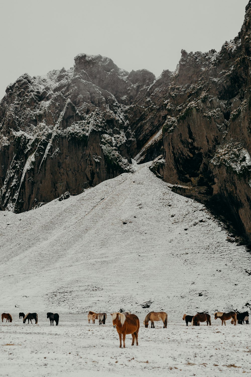 a herd of horses standing on top of a snow covered field