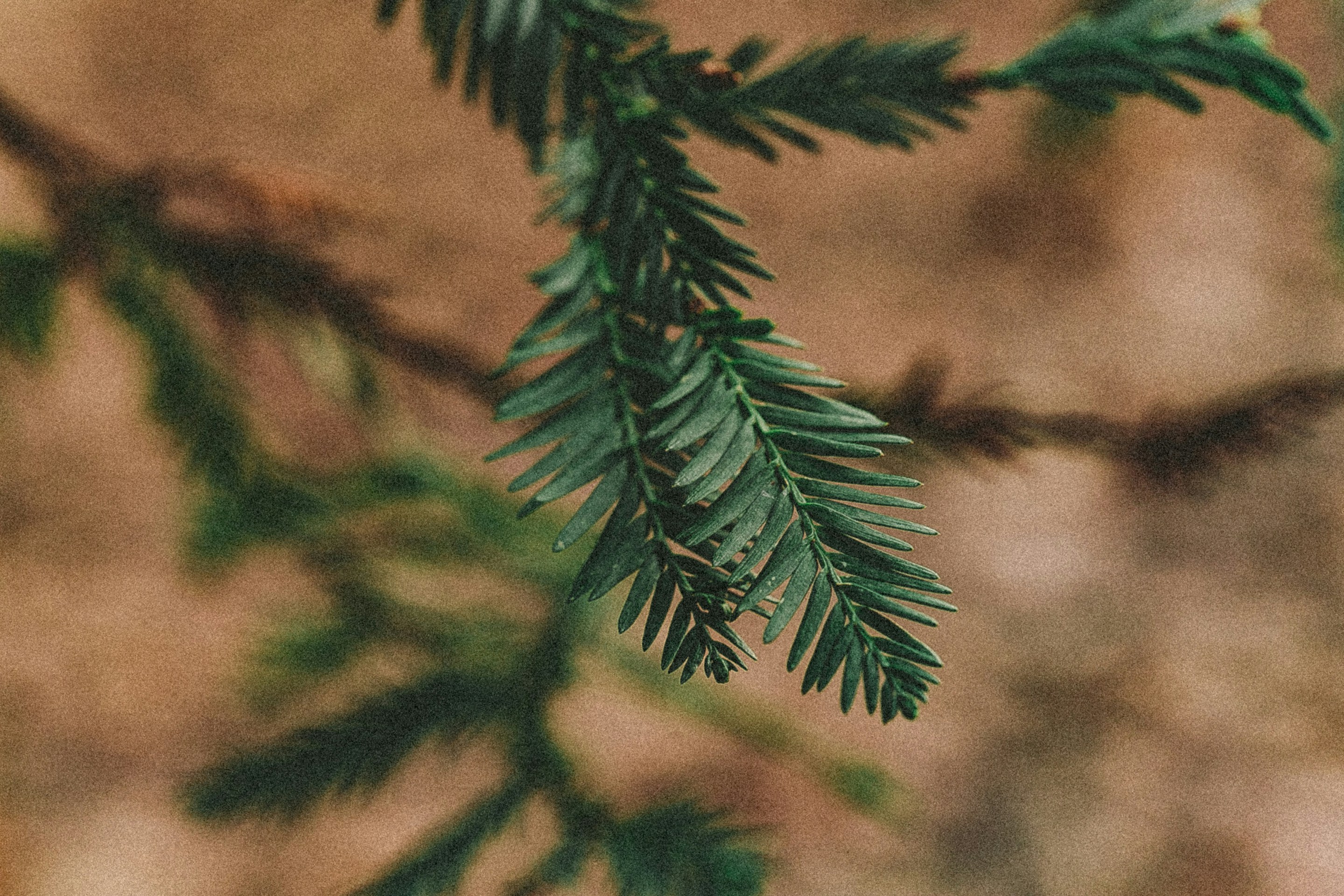 Photo by anna_safronova