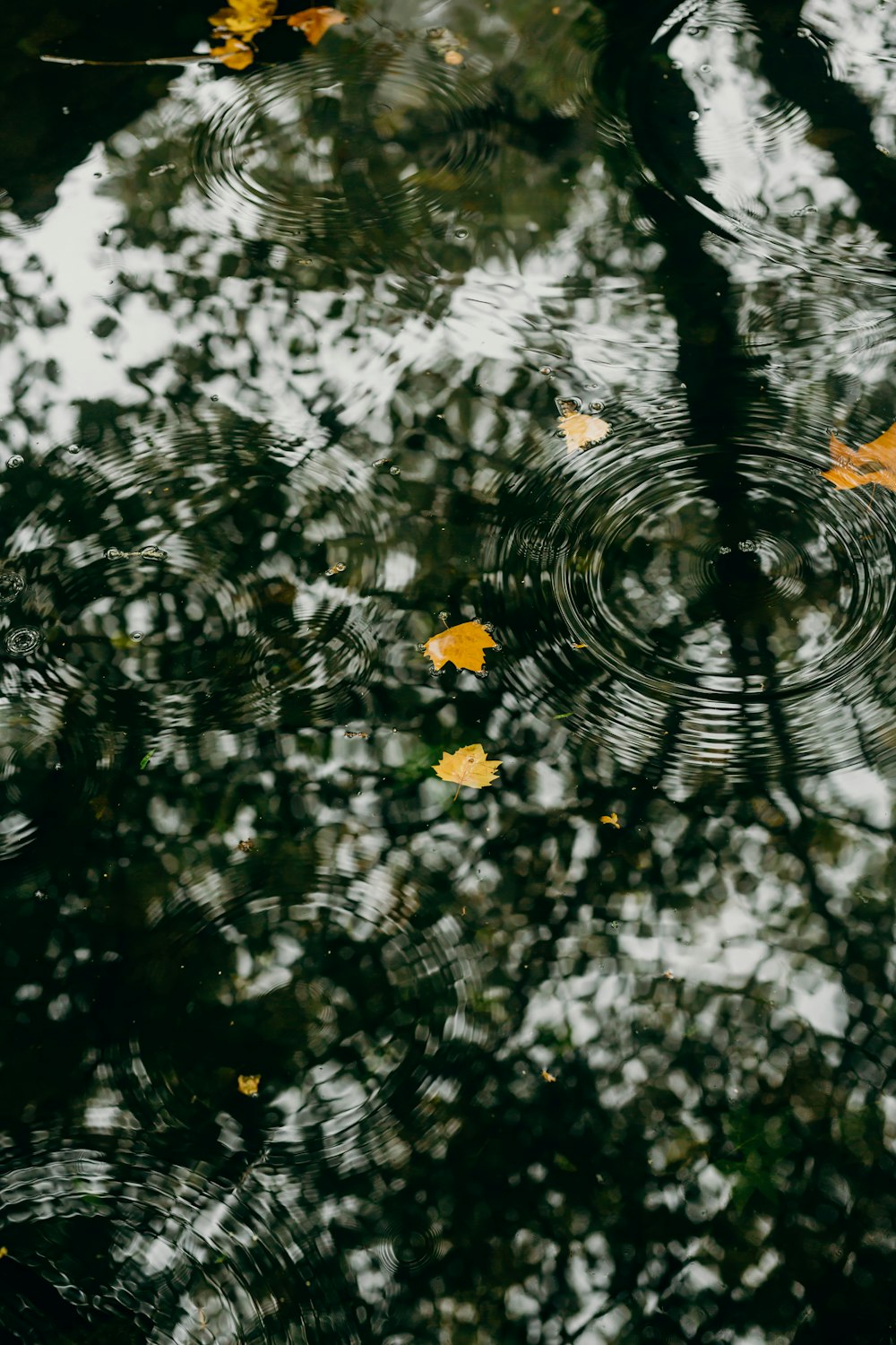 a reflection of leaves in a puddle of water
