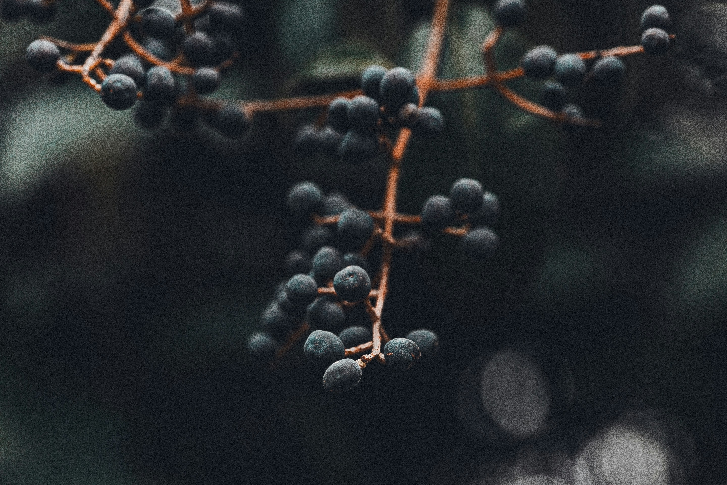 Photo by anna_safronova