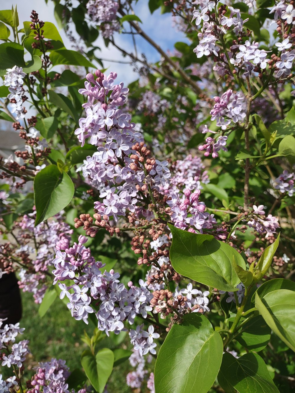 a bush with purple flowers and green leaves