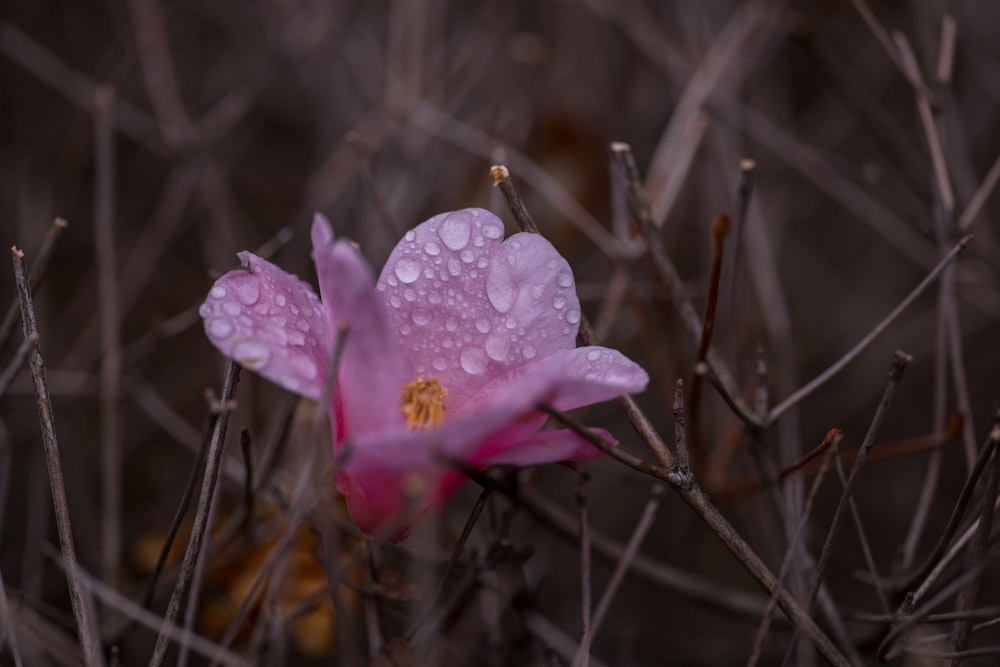 a pink flower with water droplets on it