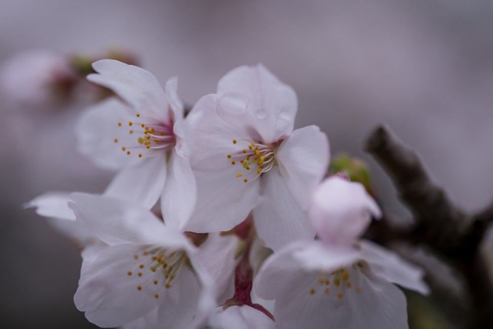 a close up of some white flowers on a tree