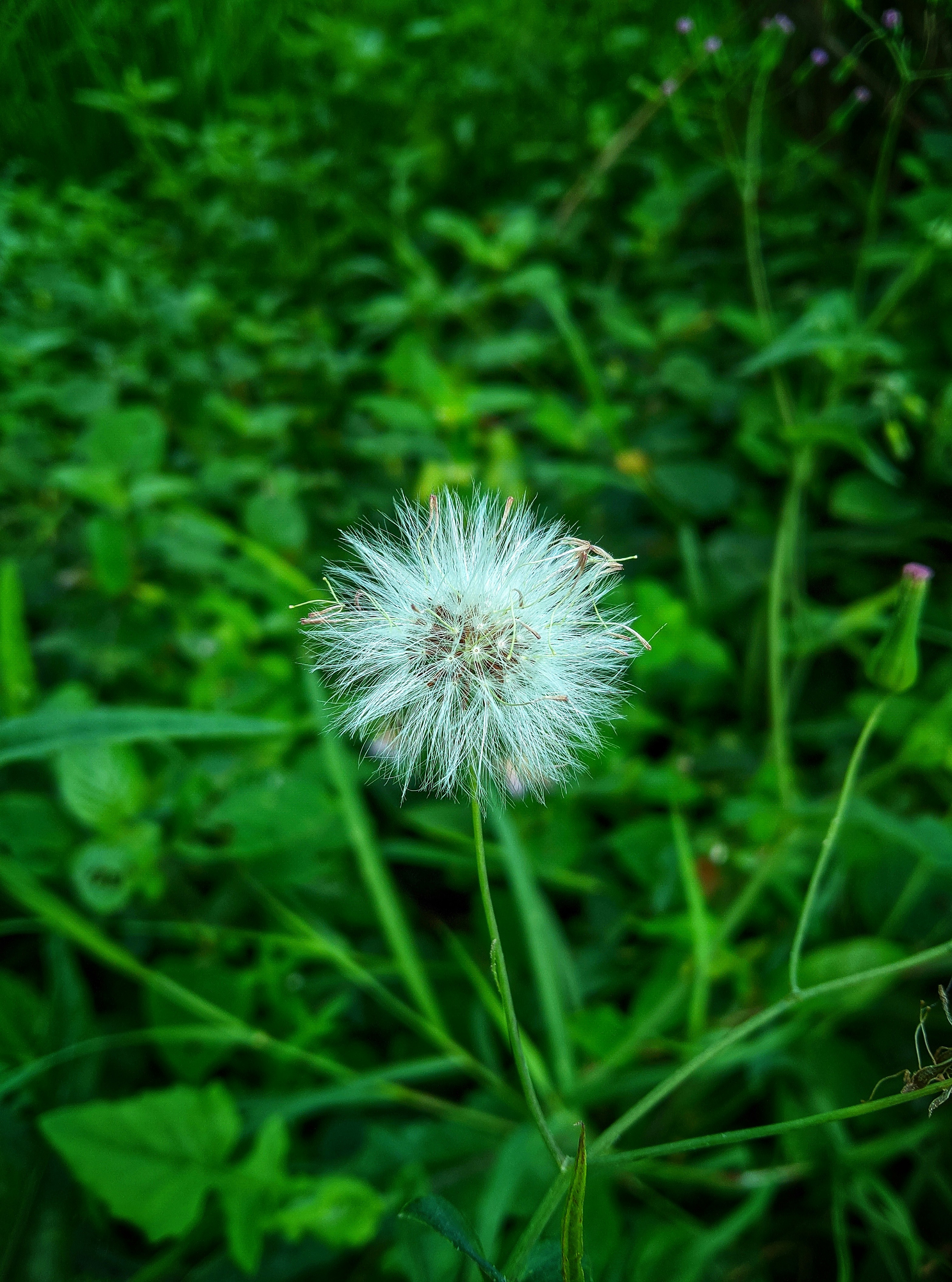Photo by nihar_sahu