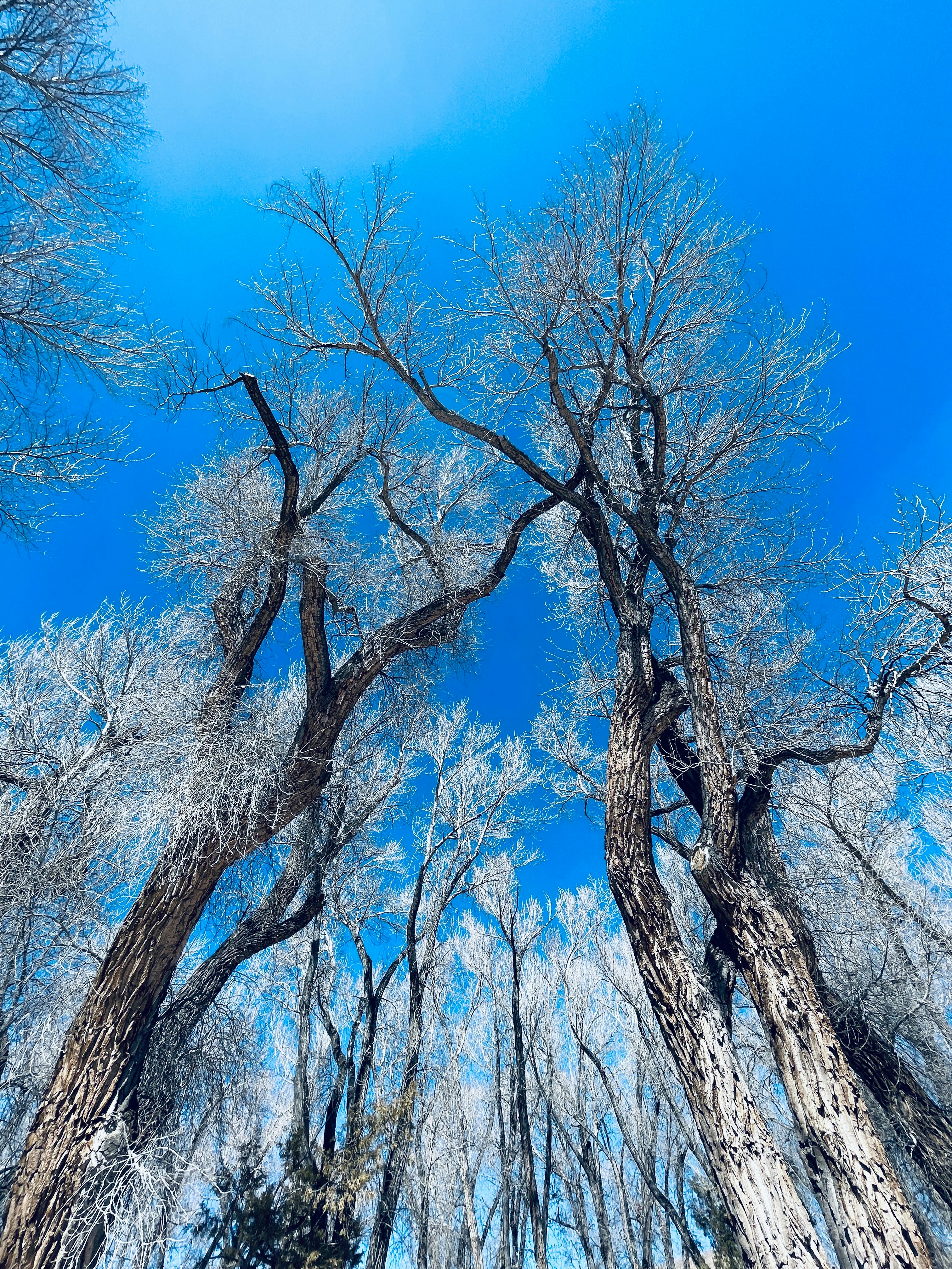 a group of tall trees standing next to each other