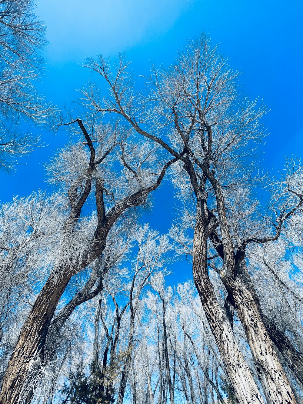 a group of tall trees standing next to each other