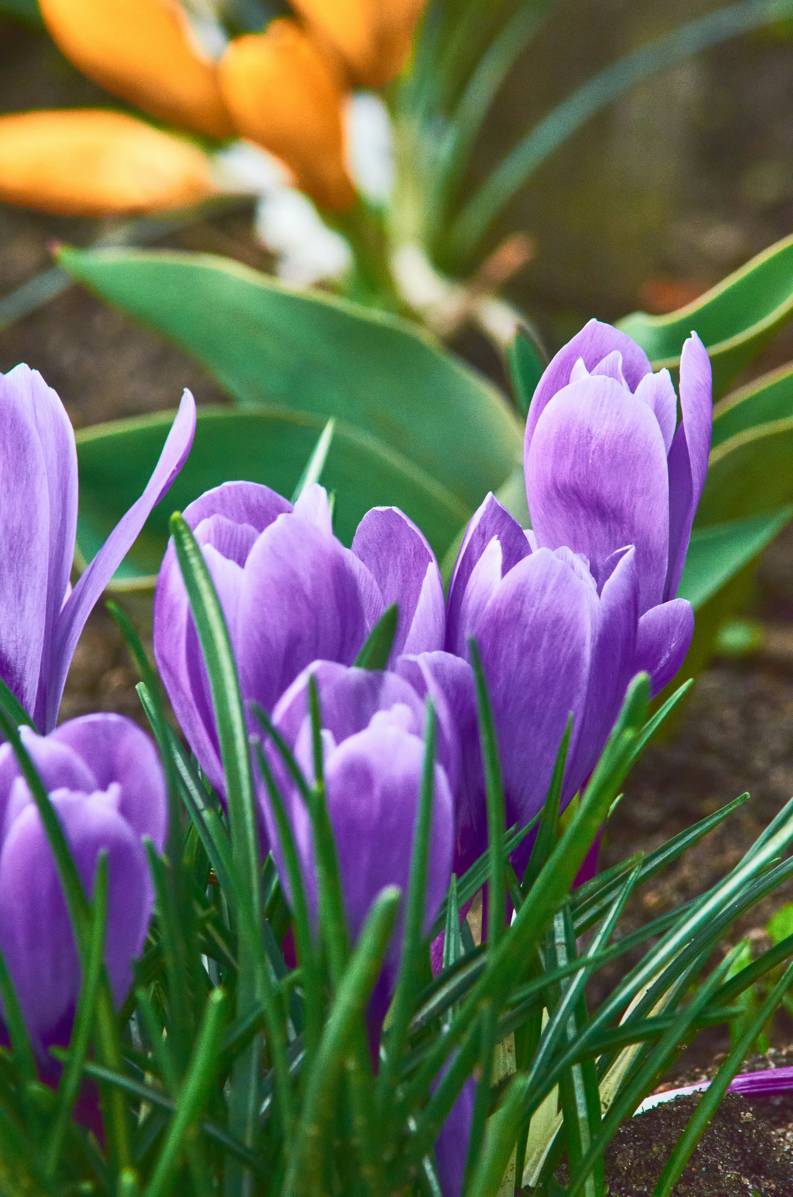 Photo by manuallensfan