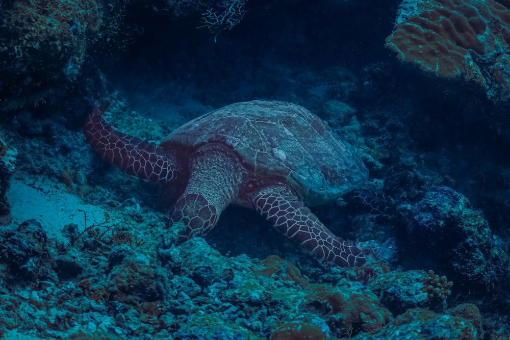 a green sea turtle swimming over a coral reef