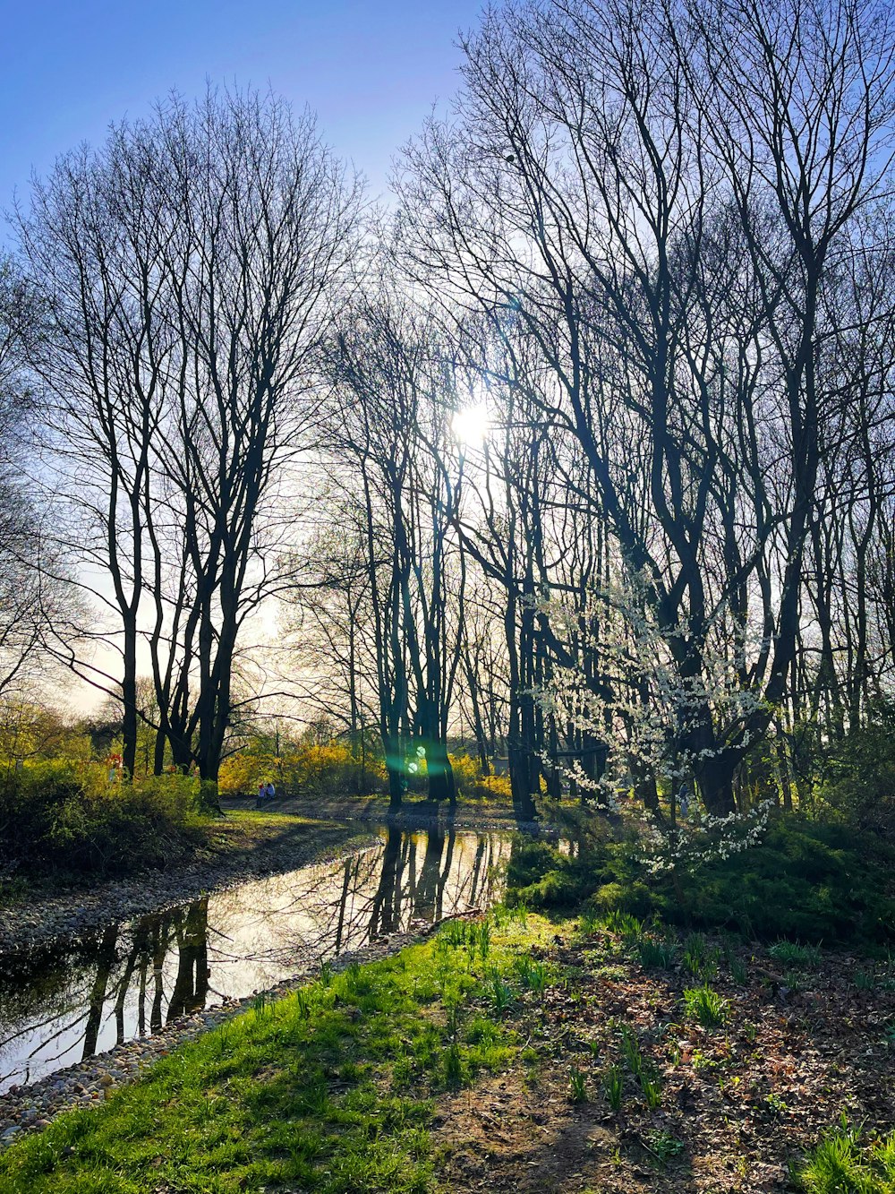 the sun shines through the trees over the water