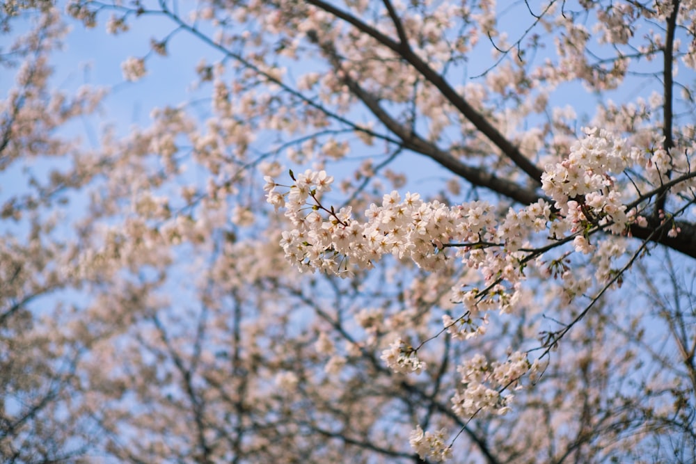 a tree with white flowers in the foreground and a blue sky in the background