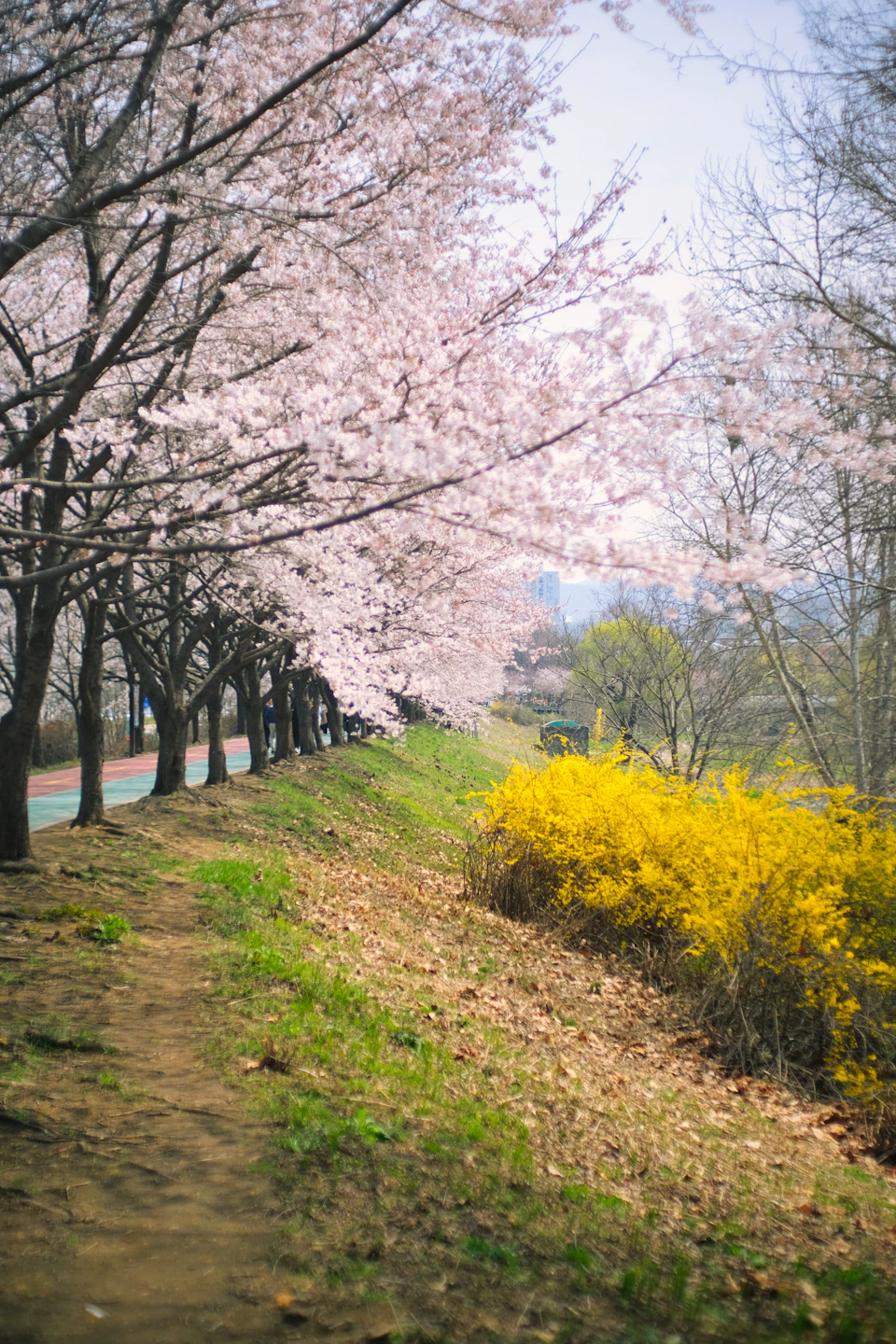 Cherry blossom above a bank of yellow forsythia