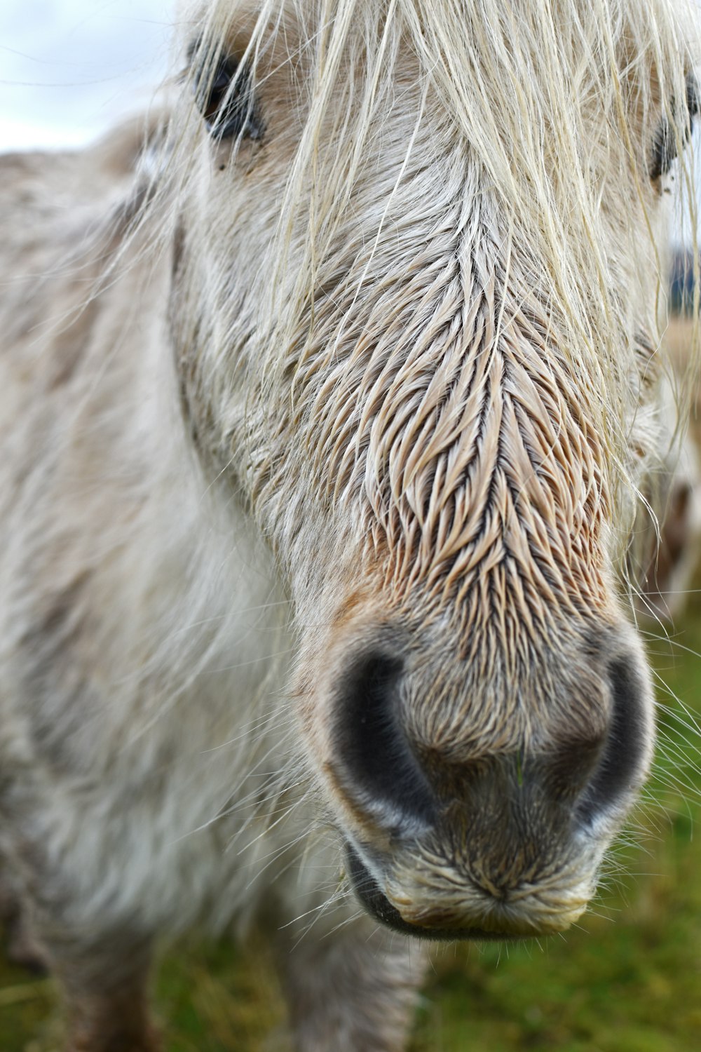 a close up of a white horse on a field