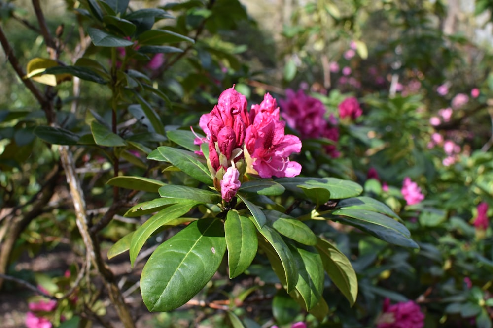 a pink flower is blooming in a garden