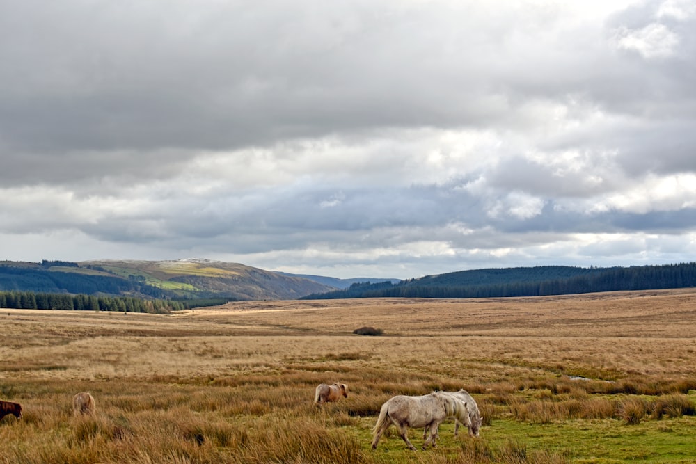 a herd of horses grazing on a lush green field