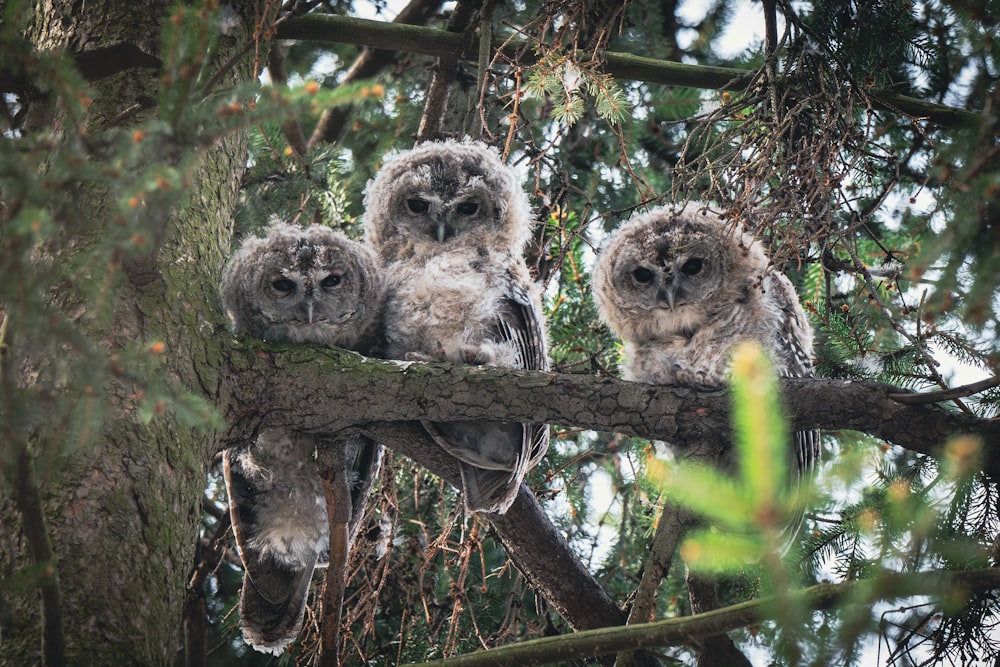 three owls sitting on a branch in a tree