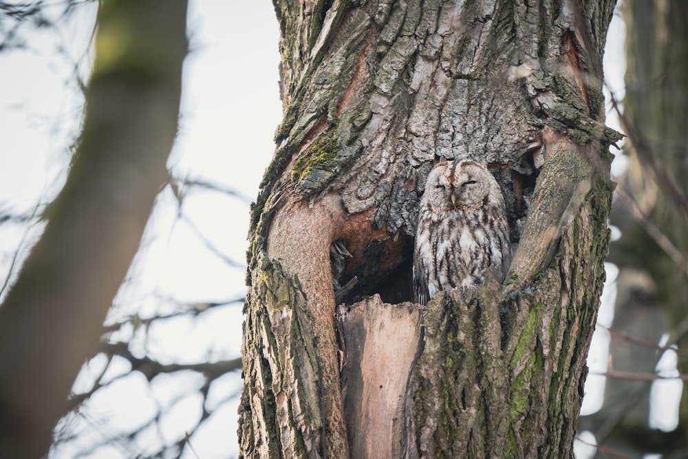 an owl is peeking out of a hole in a tree