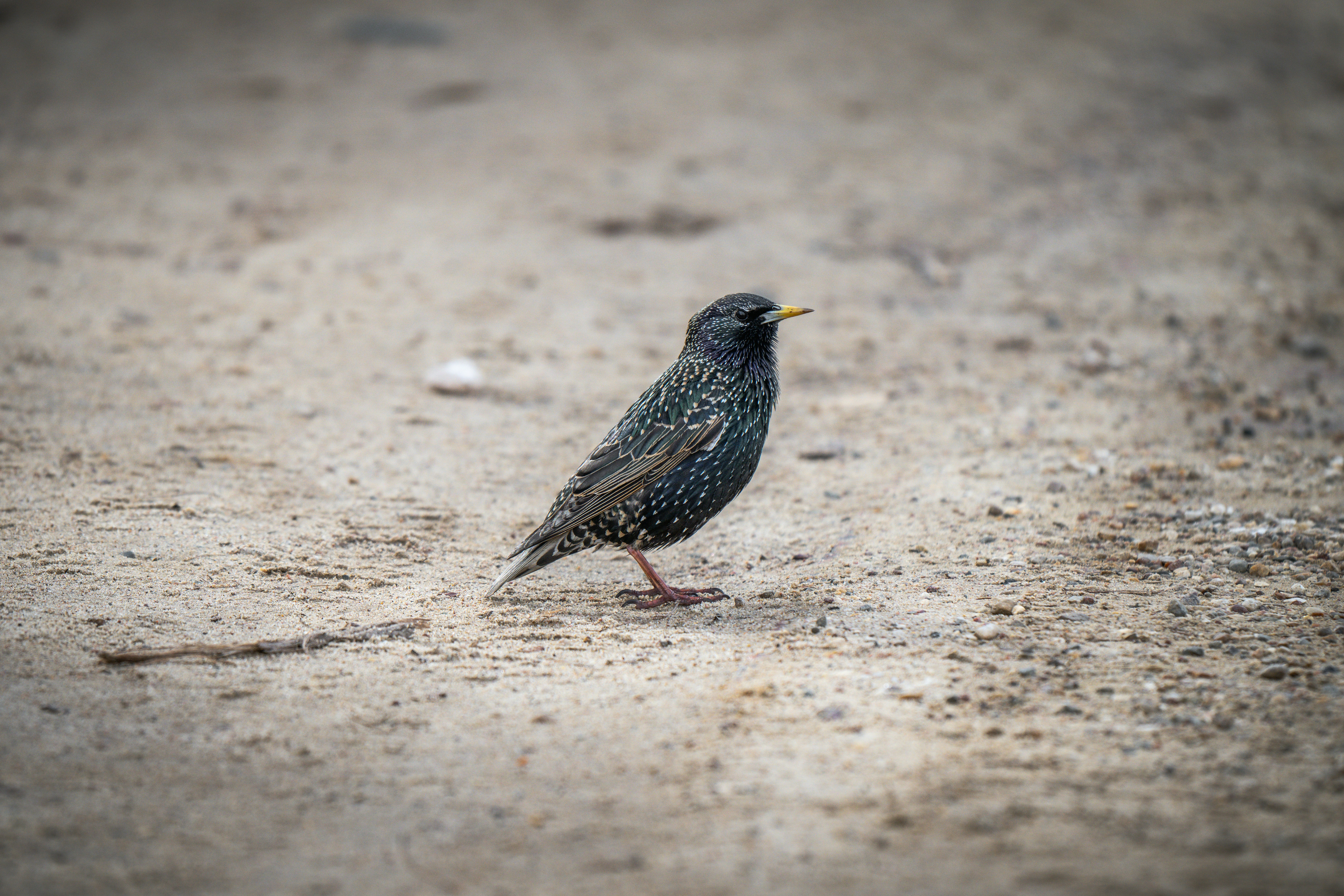 Photo by andreystrizhkov