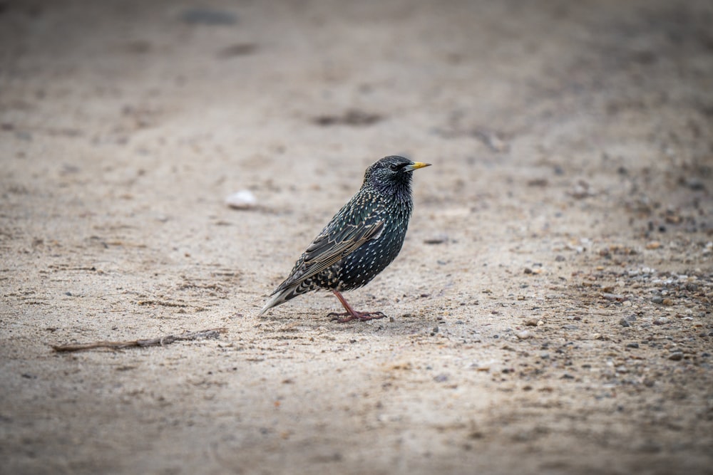 a small bird is standing on the ground