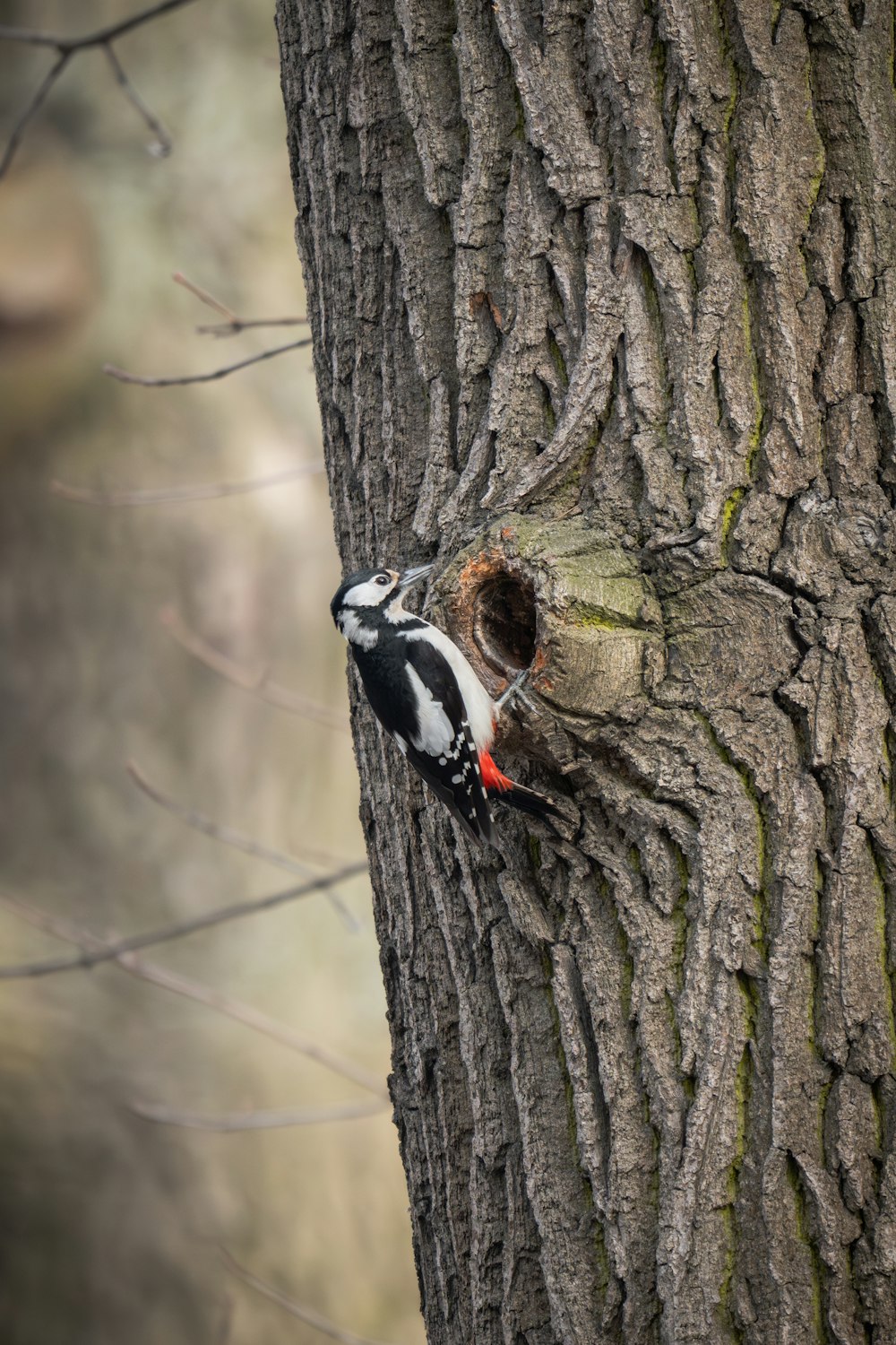 a bird is perched on the side of a tree