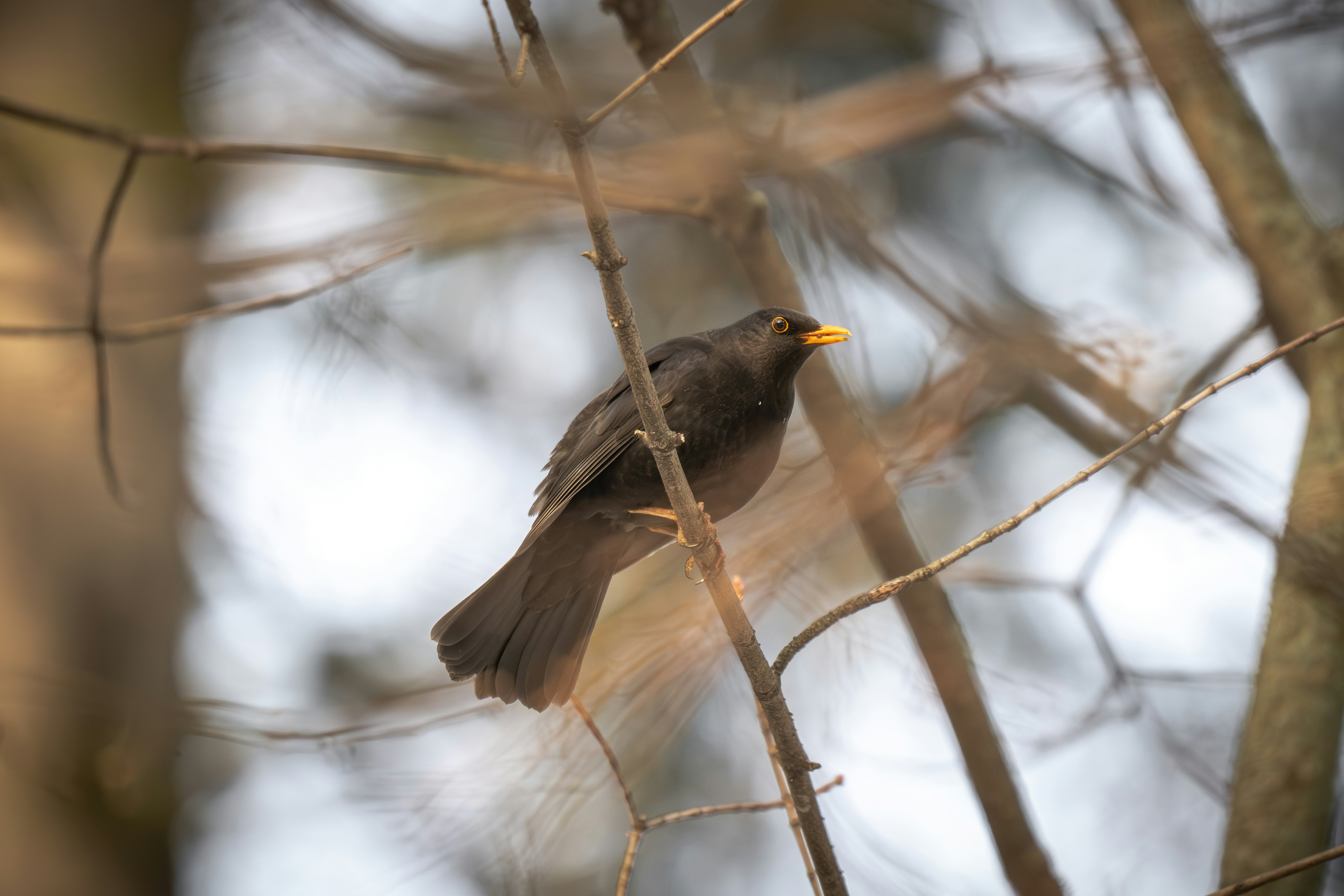 Photo by andreystrizhkov