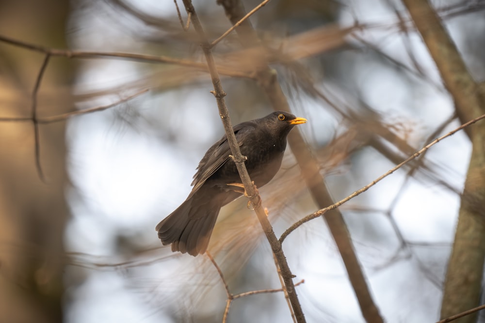 a bird perched on a branch of a tree