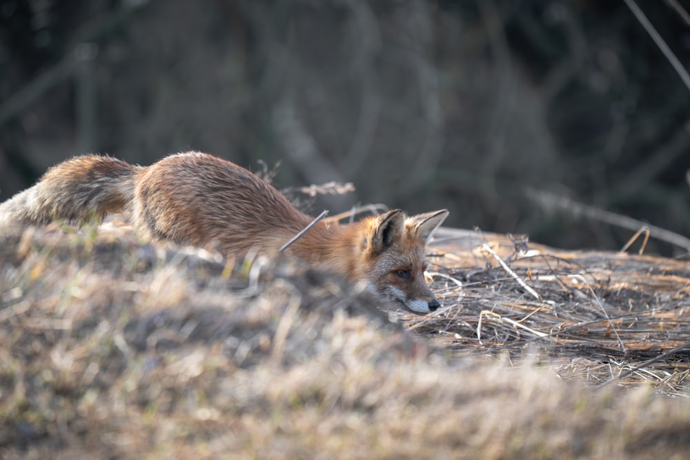 a red fox walking through a dry grass field
