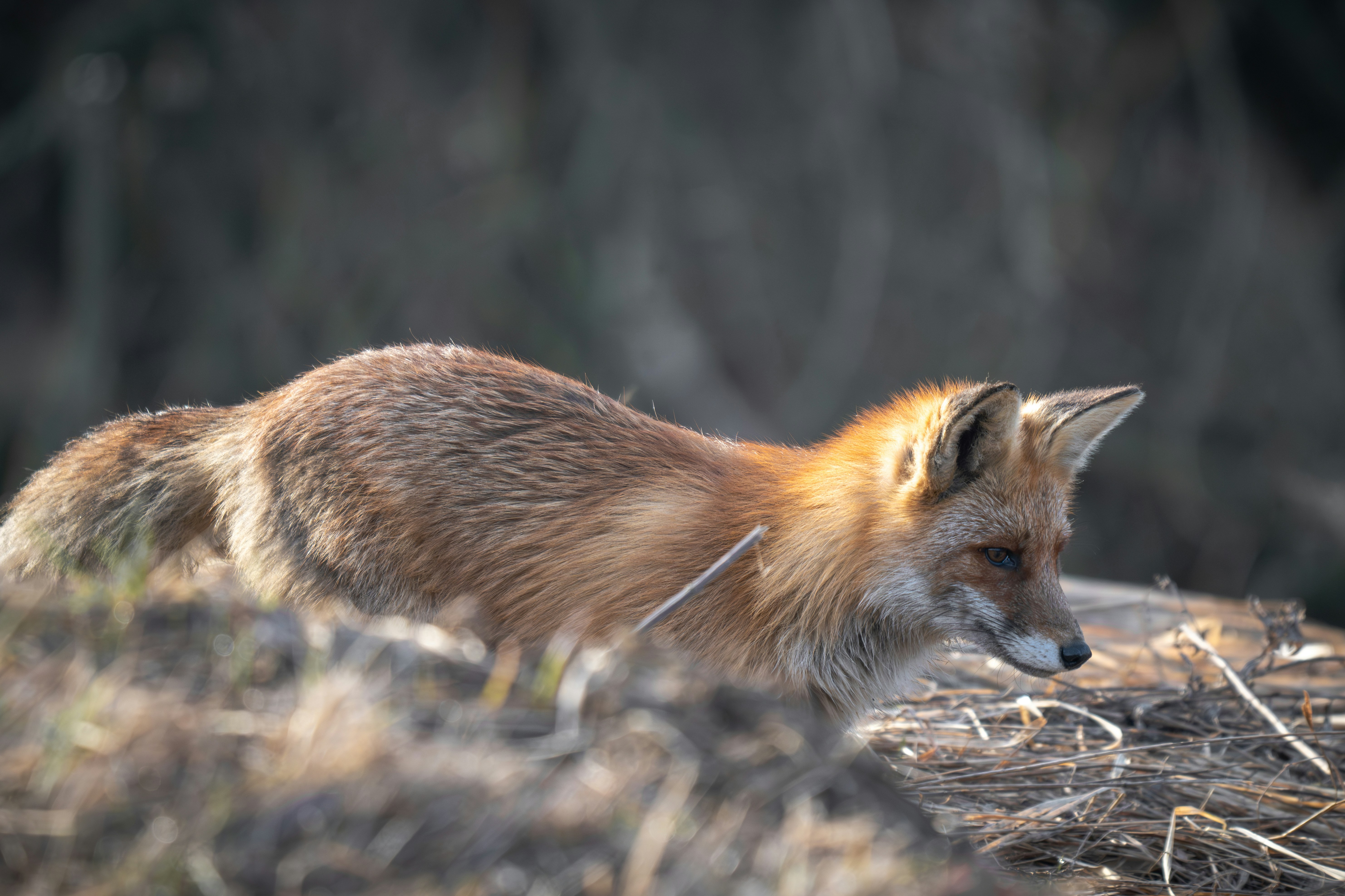 Photo by andreystrizhkov