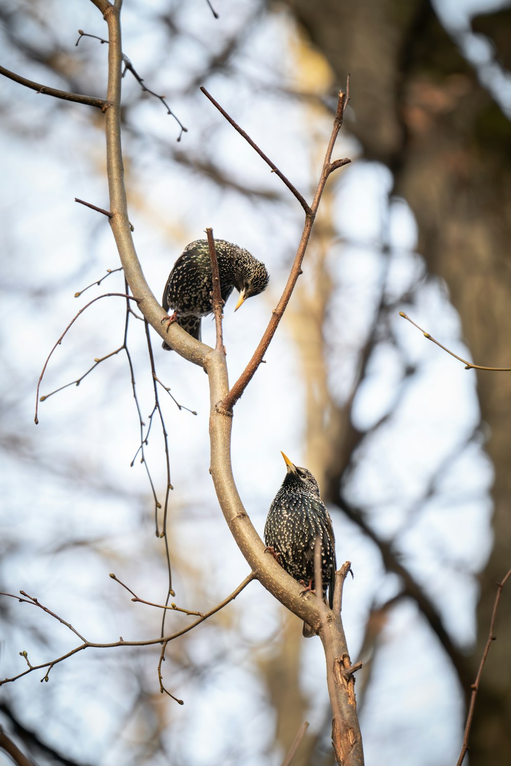 two birds are perched on a tree branch