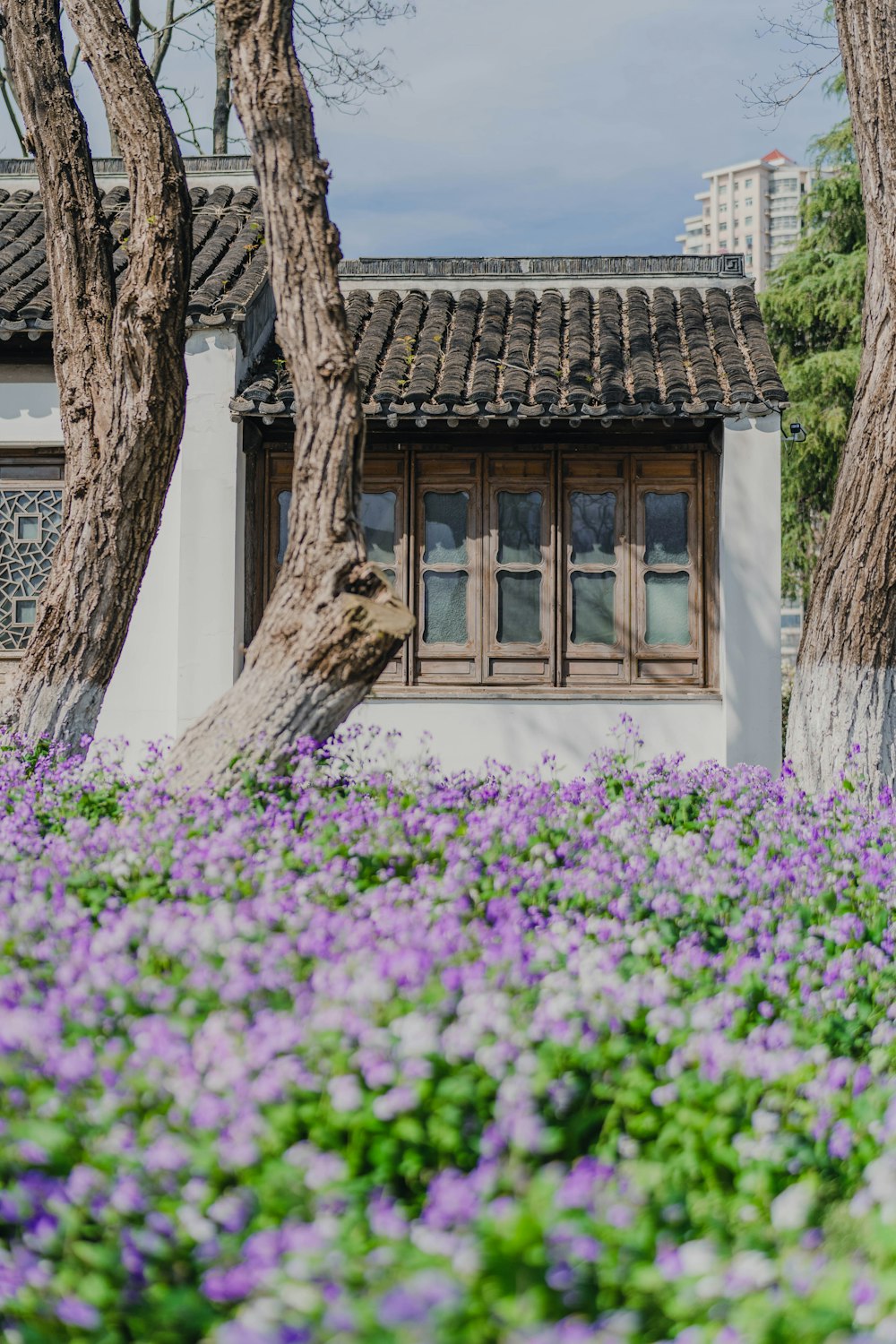 purple flowers are growing in front of a white building