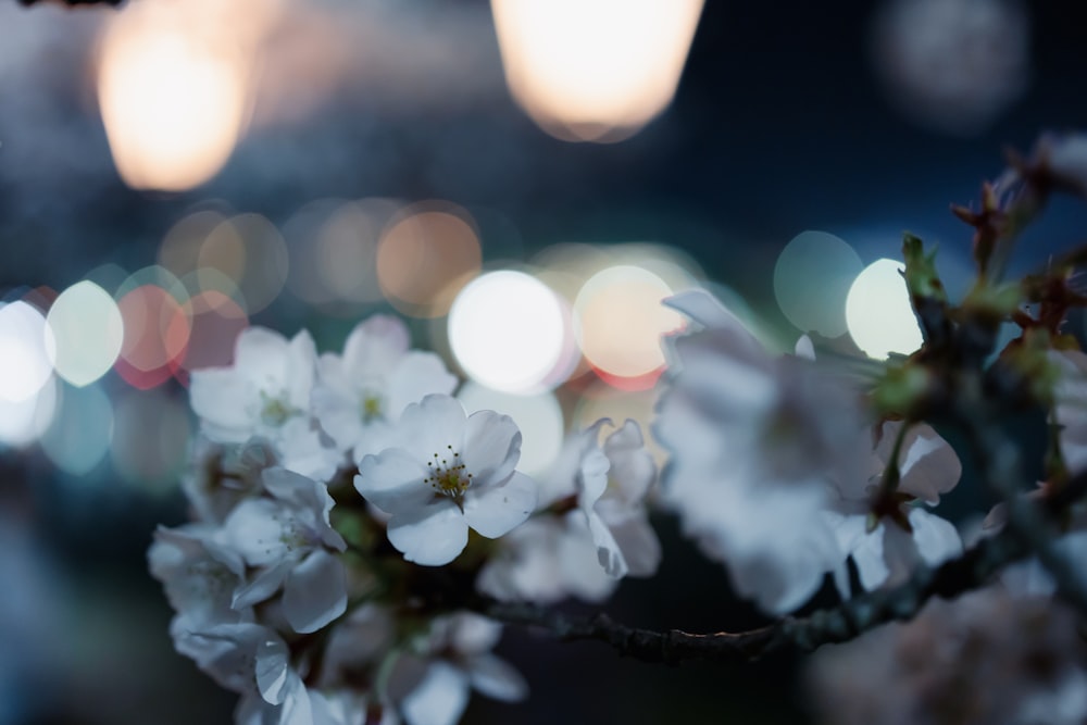 a blurry photo of a branch with white flowers