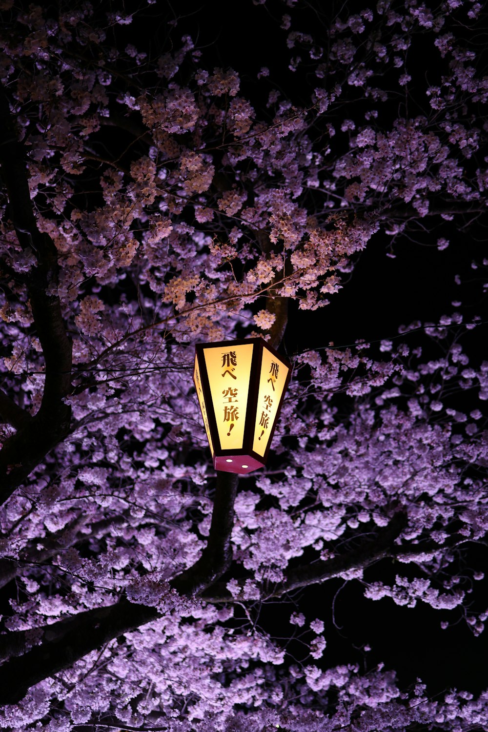 a street light in front of a blooming tree