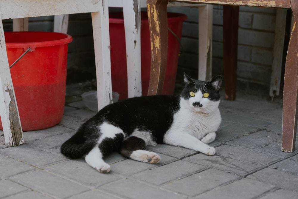 a black and white cat sitting under a table