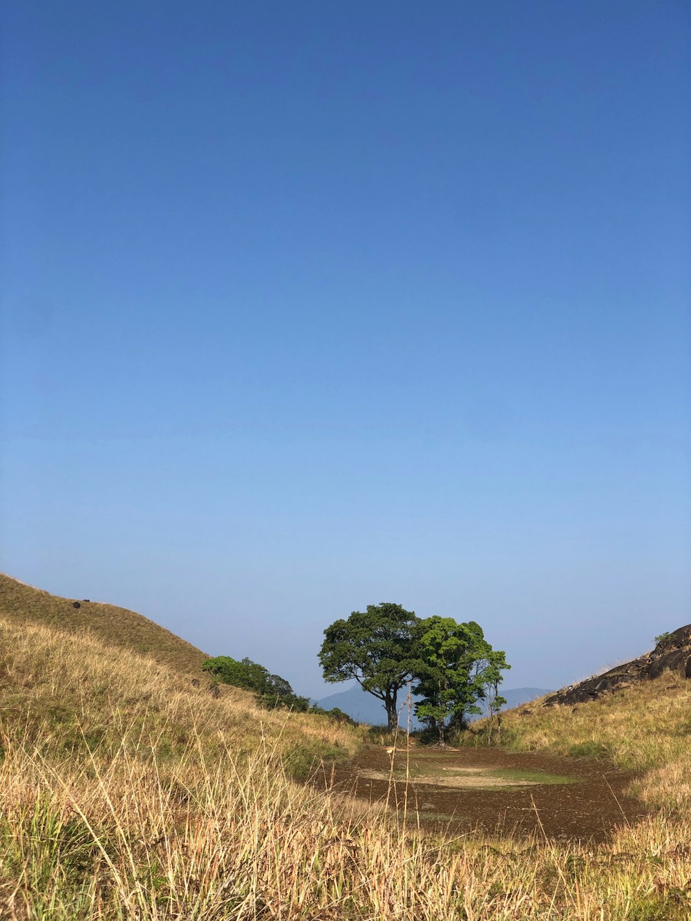 a lone tree in the middle of a grassy field