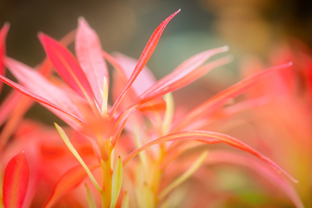 a close up of a flower with a blurry background