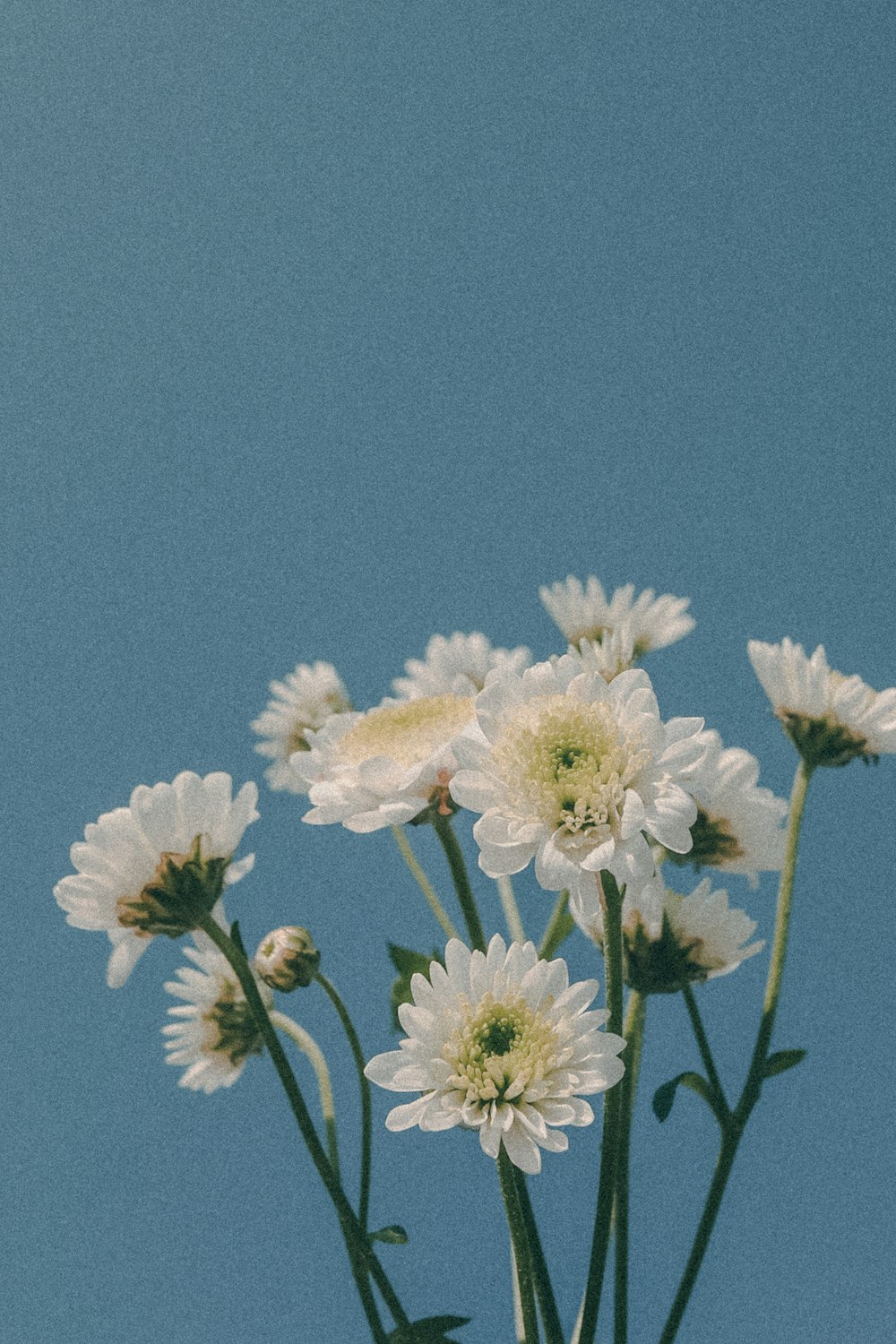 un vaso pieno di fiori bianchi sopra un tavolo