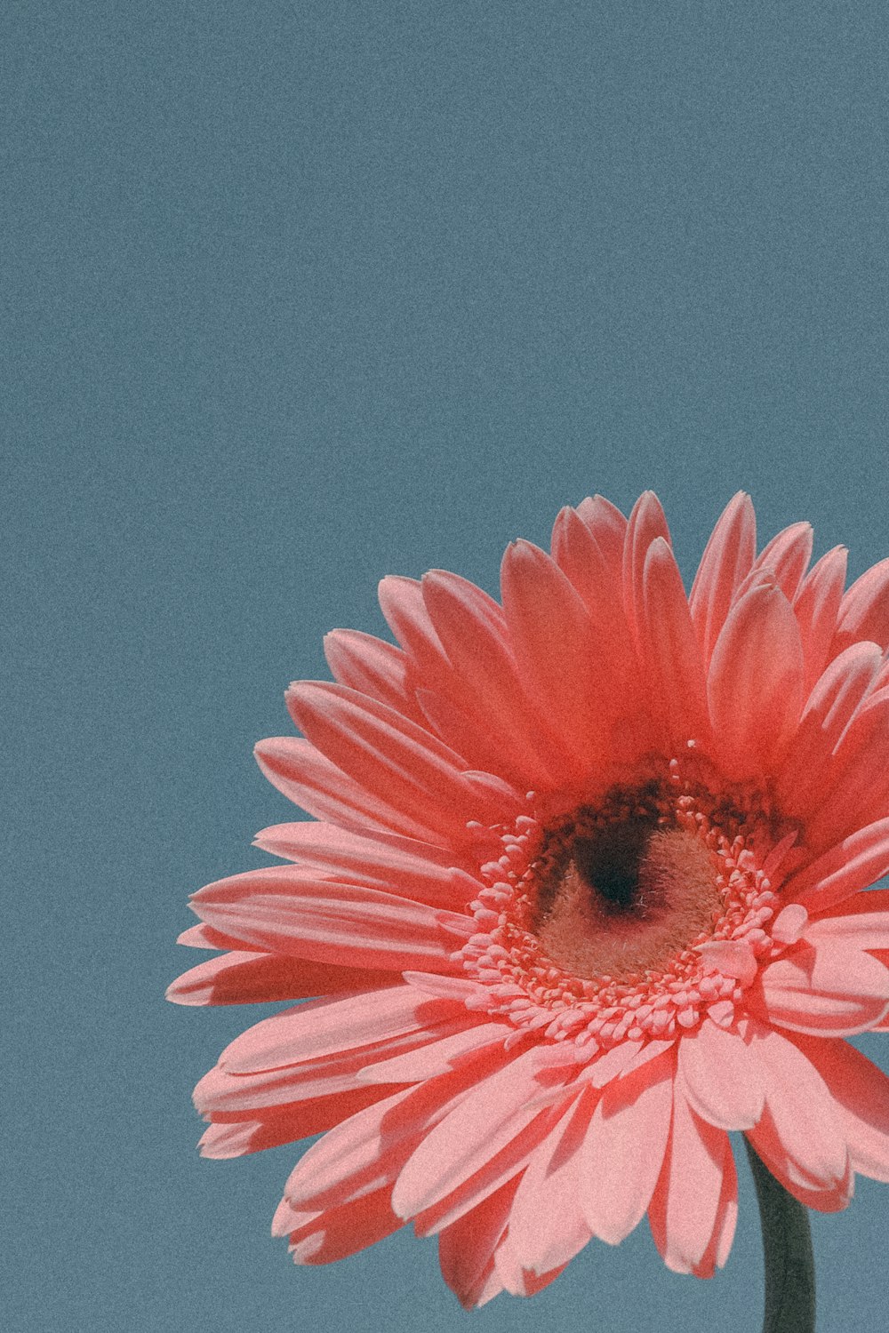 a pink flower with a blue sky in the background