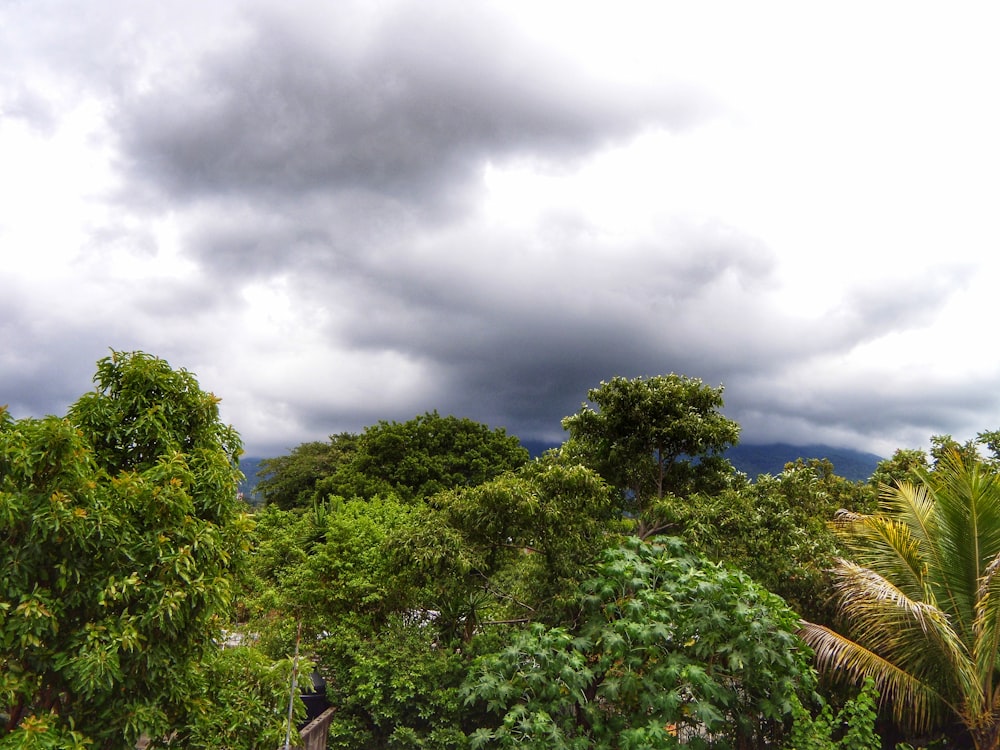 a lush green forest filled with trees under a cloudy sky