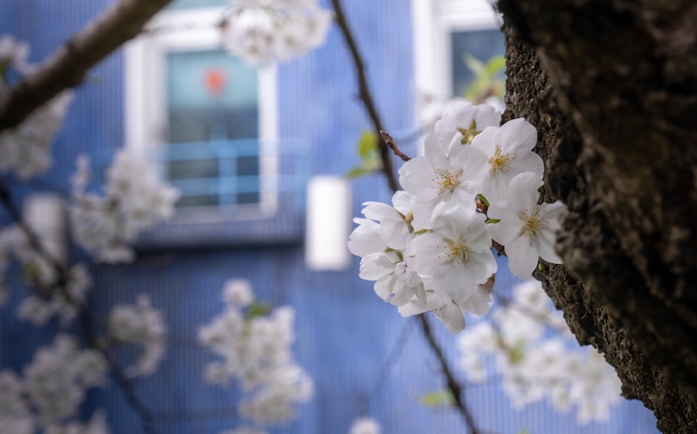 a tree with white flowers in front of a blue building