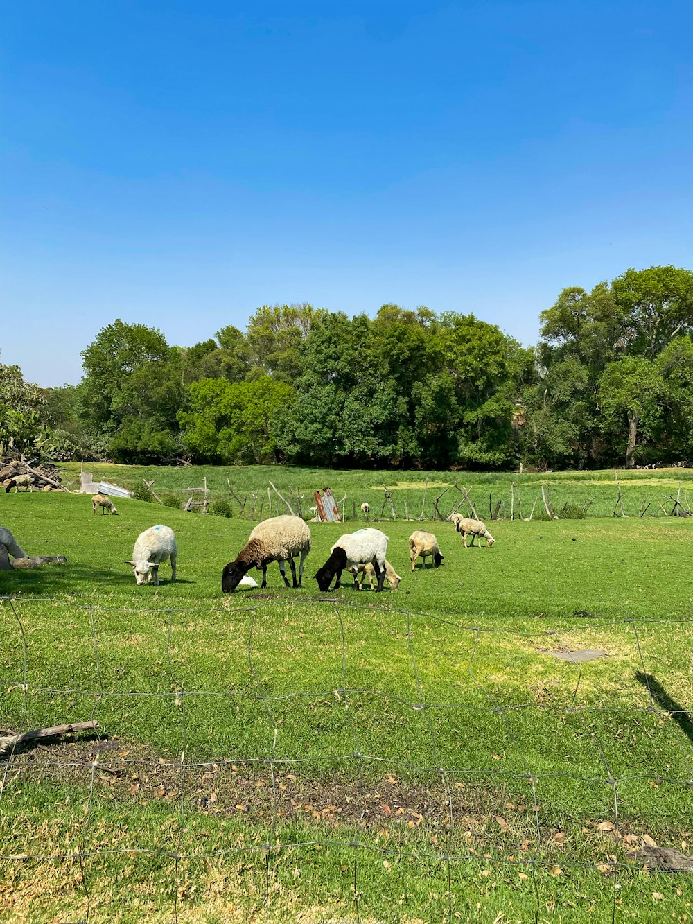 a herd of sheep grazing on a lush green field