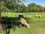 a herd of sheep grazing on a lush green field