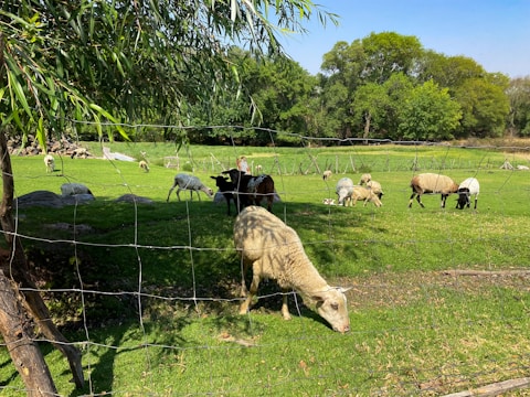 a herd of sheep grazing on a lush green field