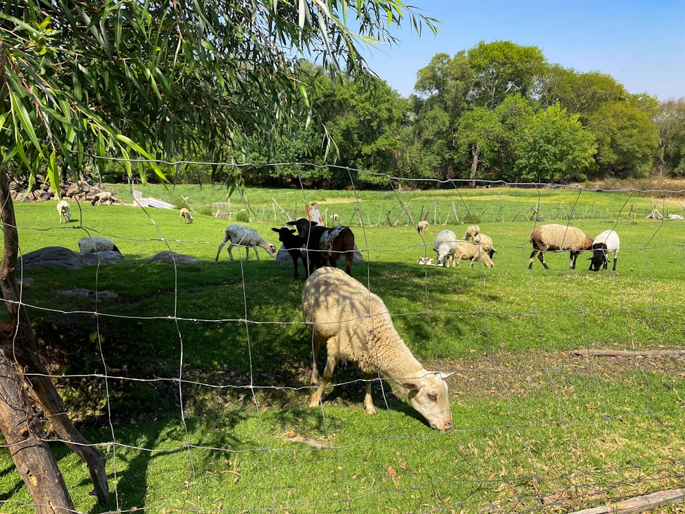 un troupeau de moutons paissant dans un champ verdoyant