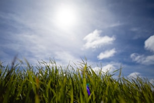 the sun shines brightly over a grassy field