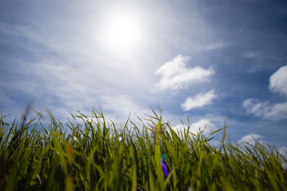 the sun shines brightly over a grassy field