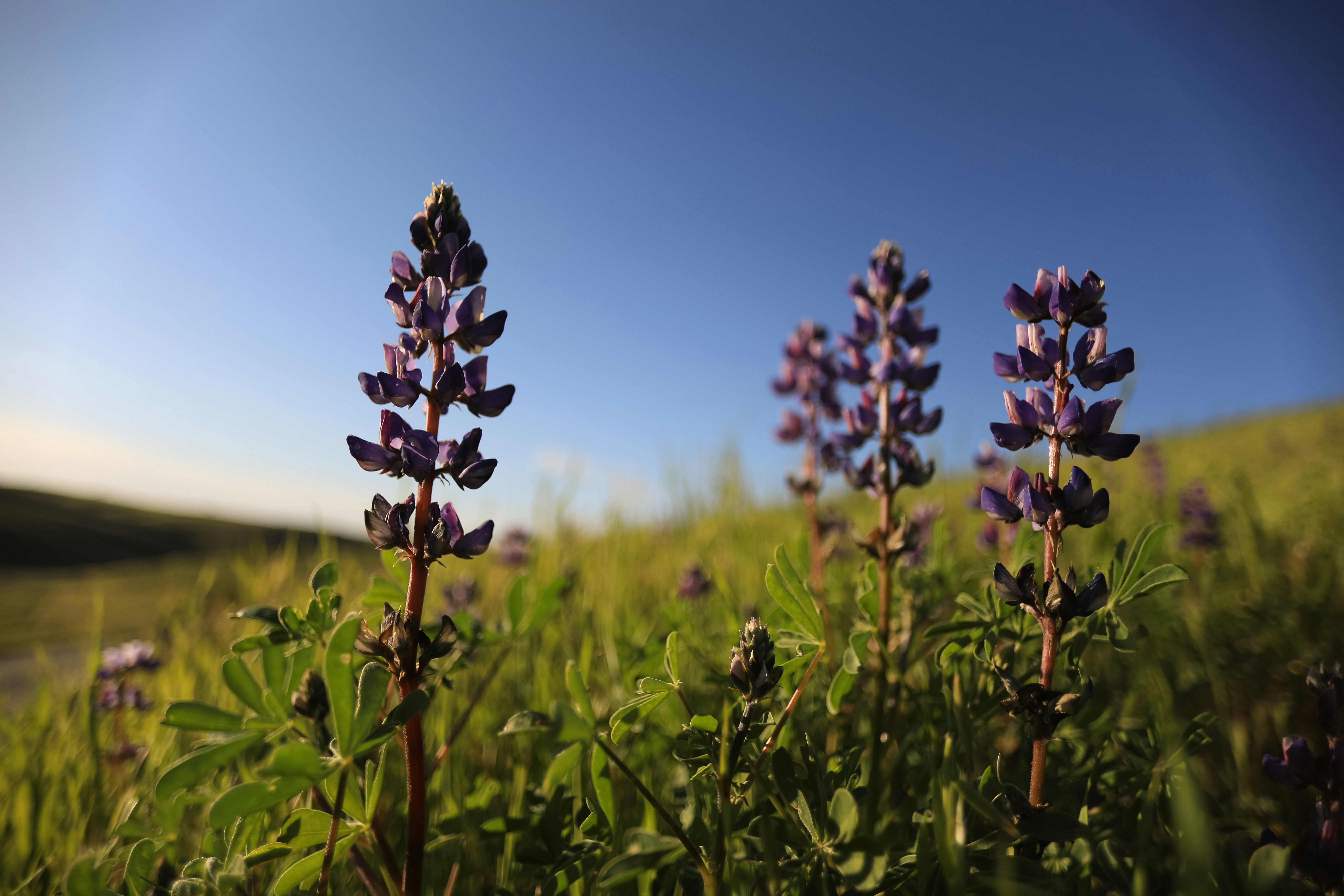 a field of purple flowers with a blue sky in the background, 