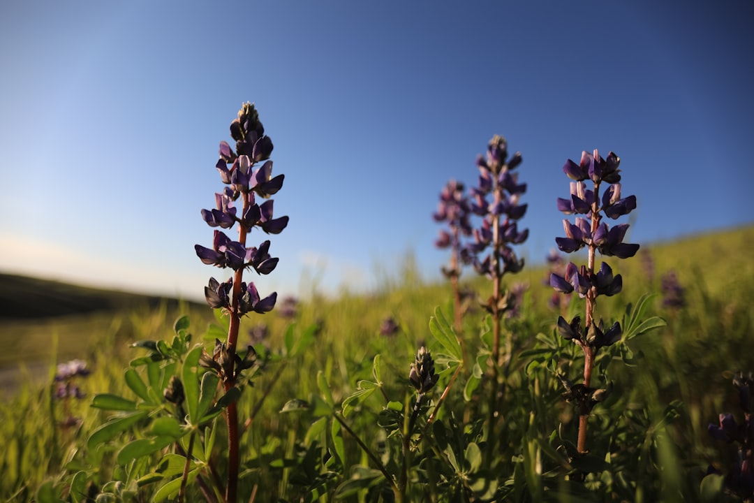 a field of purple flowers with a blue sky in the background,